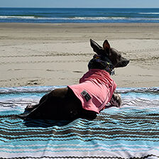dog wearing sun protection shirt